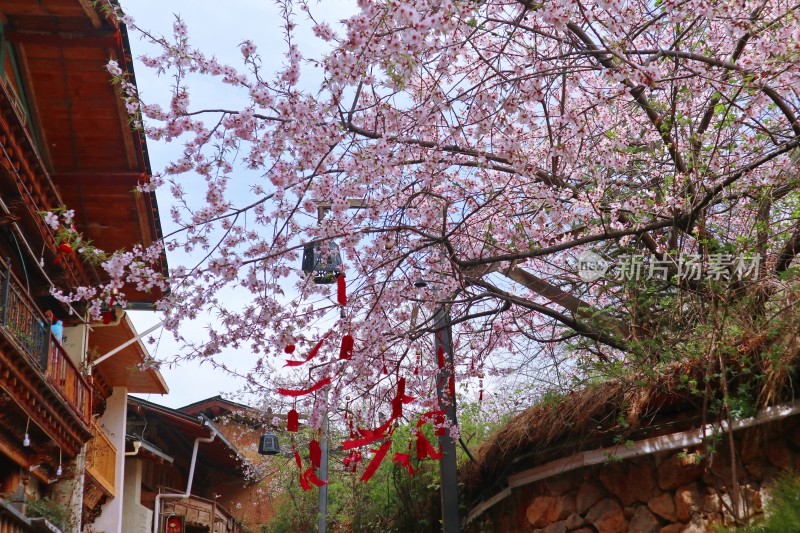 大佛寺山下桃花