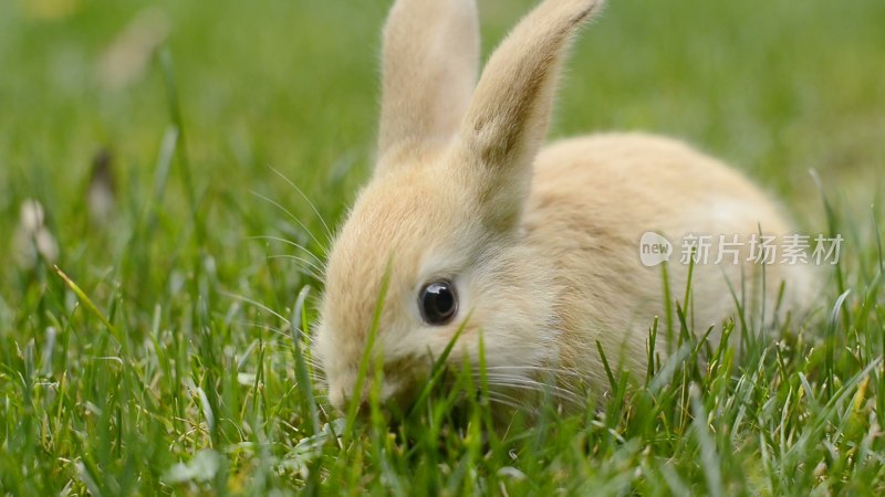 草地上的兔子