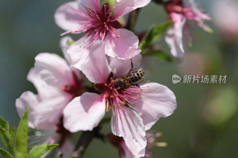 桃花蜜蜂