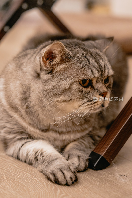 房间里可爱的宠物猫咪