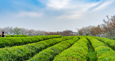 茶园茶山