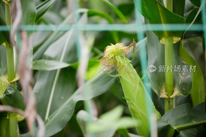 还未成熟的鲜嫩玉米棒在生长