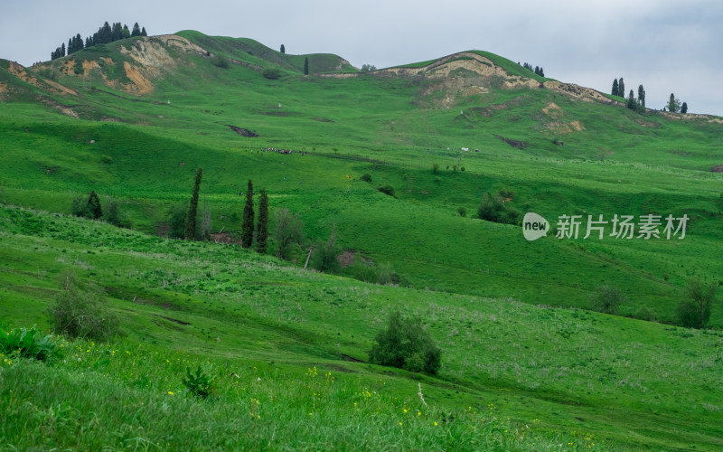 新疆伊犁恰西的草原牧场