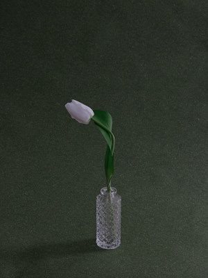 绿色背景上花瓶了插着一支鲜花白色郁金香