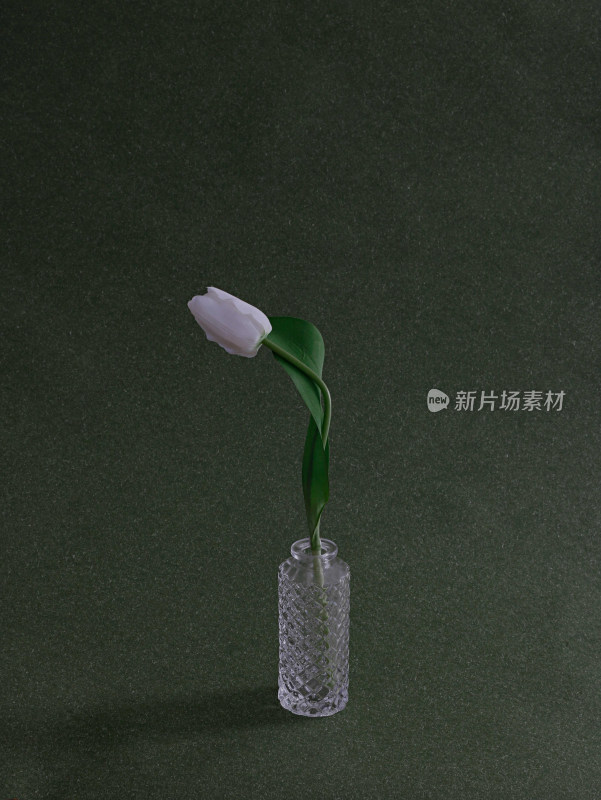绿色背景上花瓶了插着一支鲜花白色郁金香