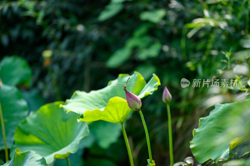 一只蜻蜓落在池塘里的荷花上