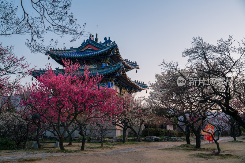 南京梅花山博爱阁古建筑旁盛开的粉色花卉