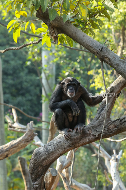 黑猩猩坐于树枝休憩