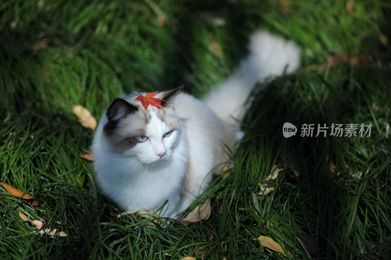 一片绿色草丛里的布偶猫