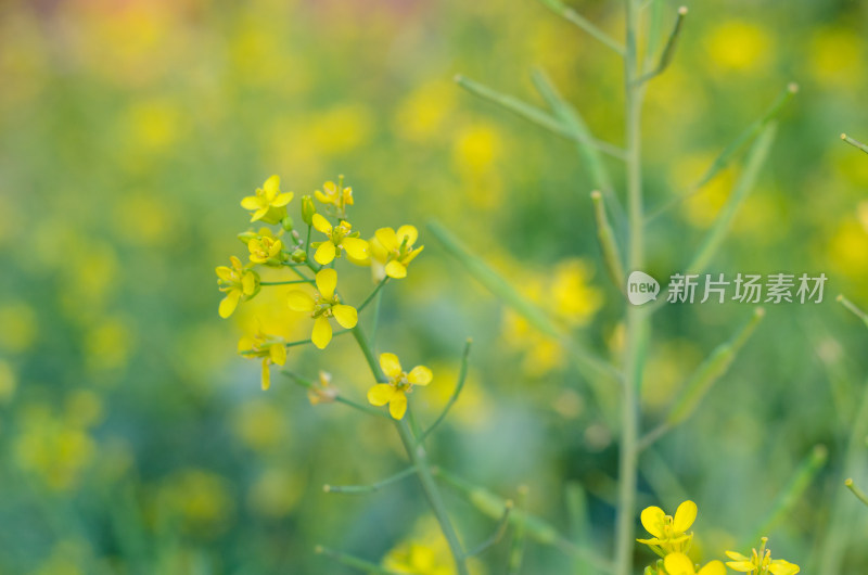 油菜花田中一株油菜花特写