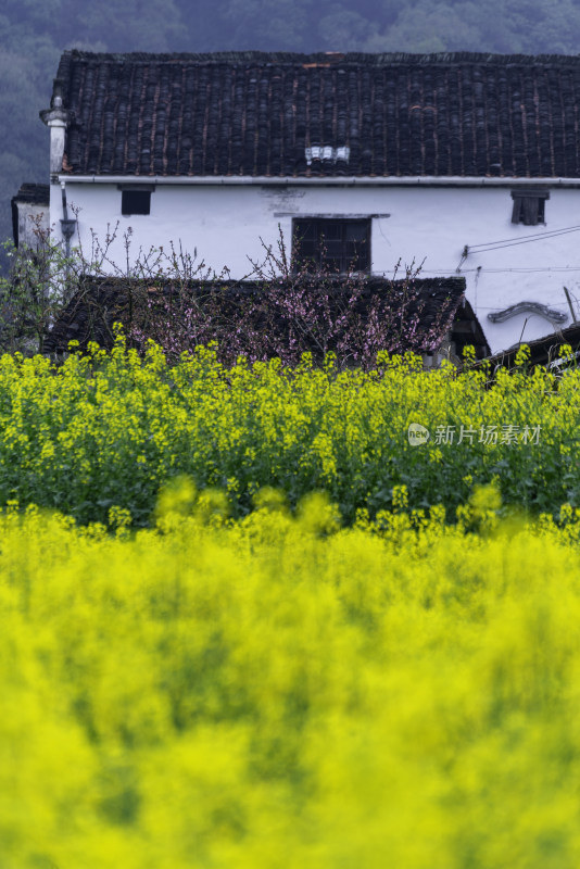 婺源油菜花