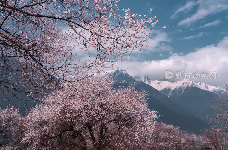 春天西藏波密的桃花和雪山