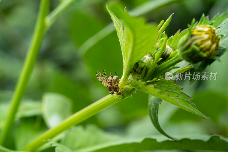 草丛中以花蜜为食的昆虫