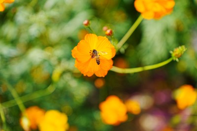 蜜蜂与花