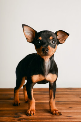 宠物狗小鹿犬白色背景特写