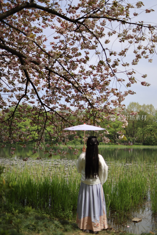 杭州西湖风景区乌龟潭的晚樱和穿汉服的女人