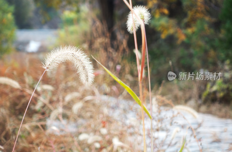 深秋枯黄的狗尾巴草