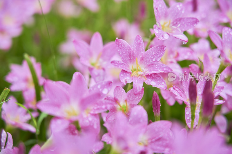 粉色的风雨兰花海