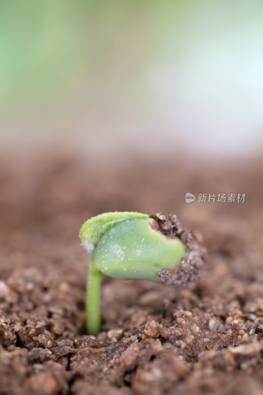 春天土壤里长出的嫩芽