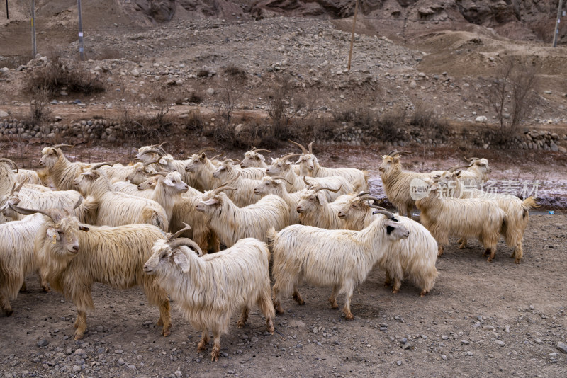 高原上的一群羊羊群山羊