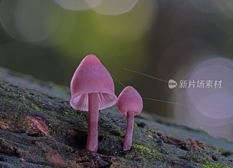野生菌蘑菇生长环境菌类山菌野生菌