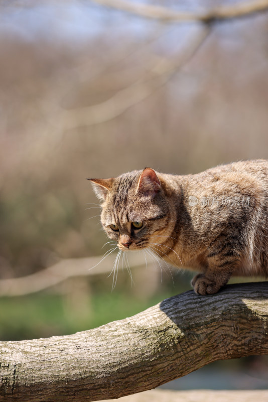 杭州西湖花港观鱼的流浪猫狸花猫