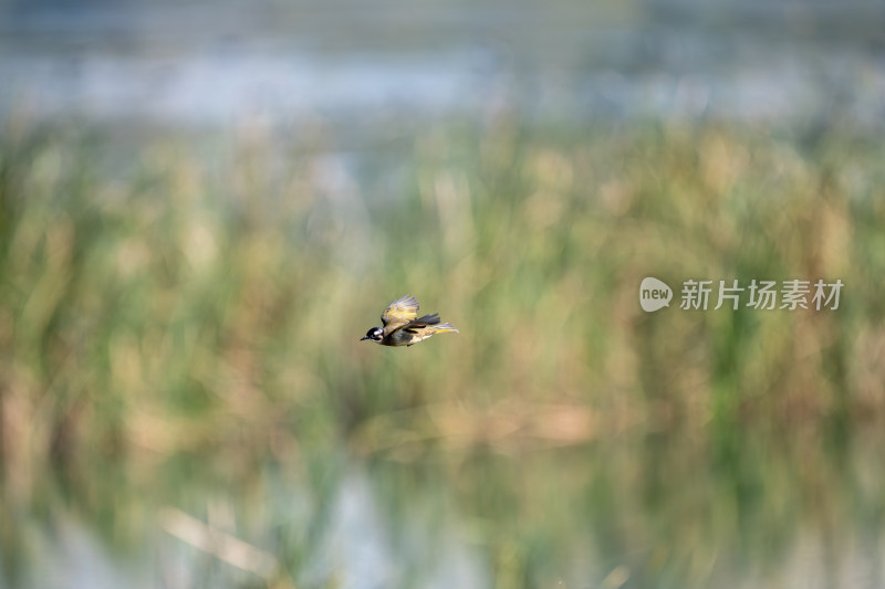 白头鹎（Pycnonotus sinensis）