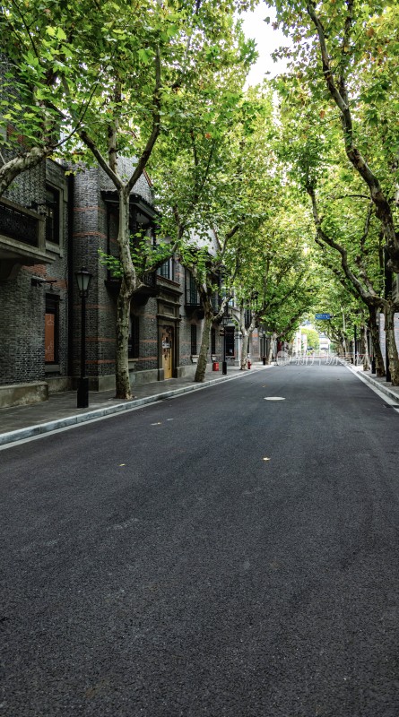 林荫下的城市街道景象