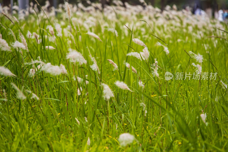 风中摇曳的白茅绿草