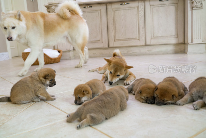 狗妈妈陪伴在孩子们身边