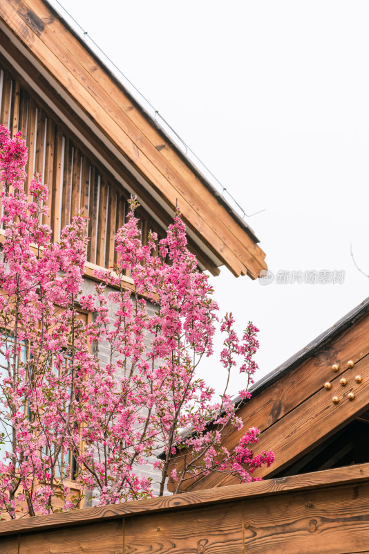 中式建筑外盛开的桃花