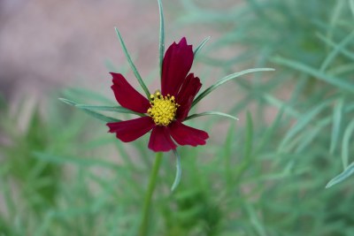 秋英，又名大波斯菊、秋樱