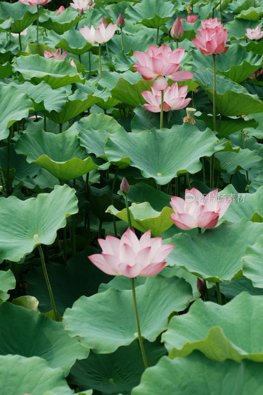 北京莲花池公园荷花