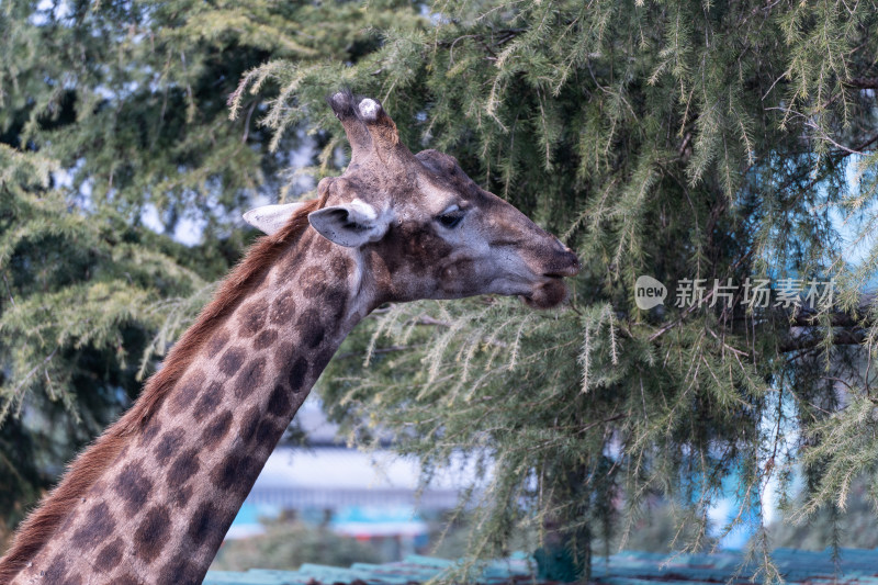 四川成都温江野生动物园长颈鹿