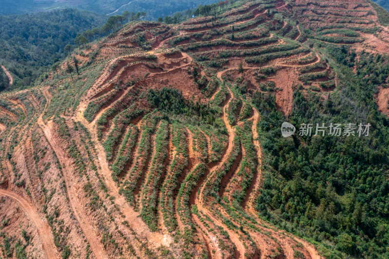 梯田上的绿色希望 仙人掌种植基地