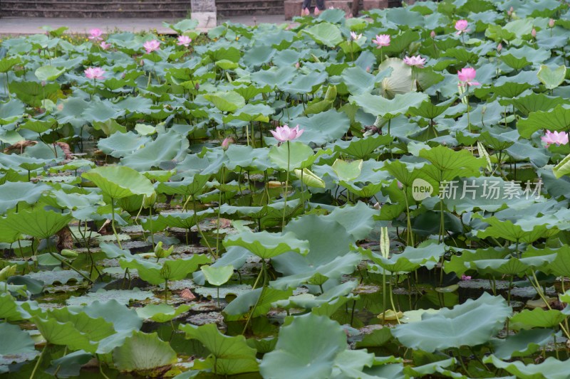 广东东莞：清溪公园荷花盛开