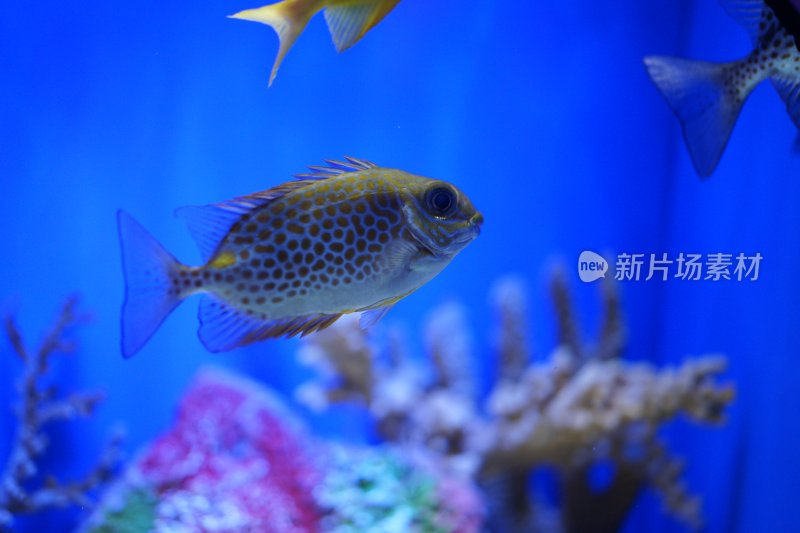 上海海洋水族馆的点蓝子鱼