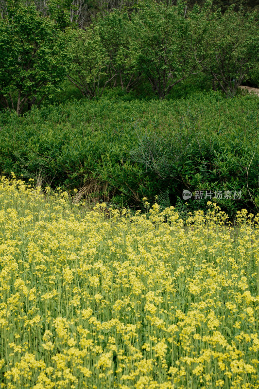 北京温榆河公园油菜花田