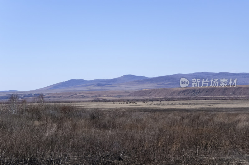 内蒙古呼伦贝尔临江屯草原牧场秋景