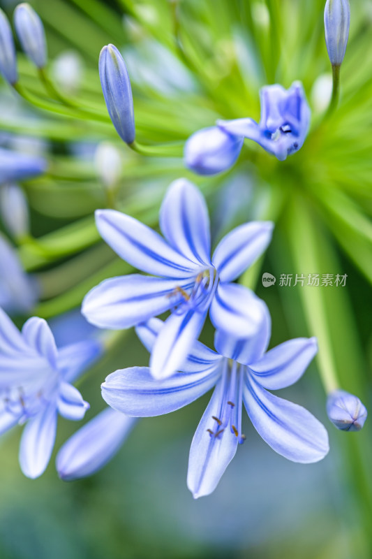 植物百子莲开花特写