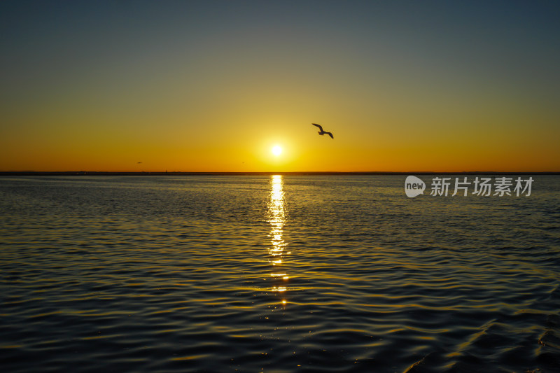 内蒙古额济纳，居延海的日出与海鸥