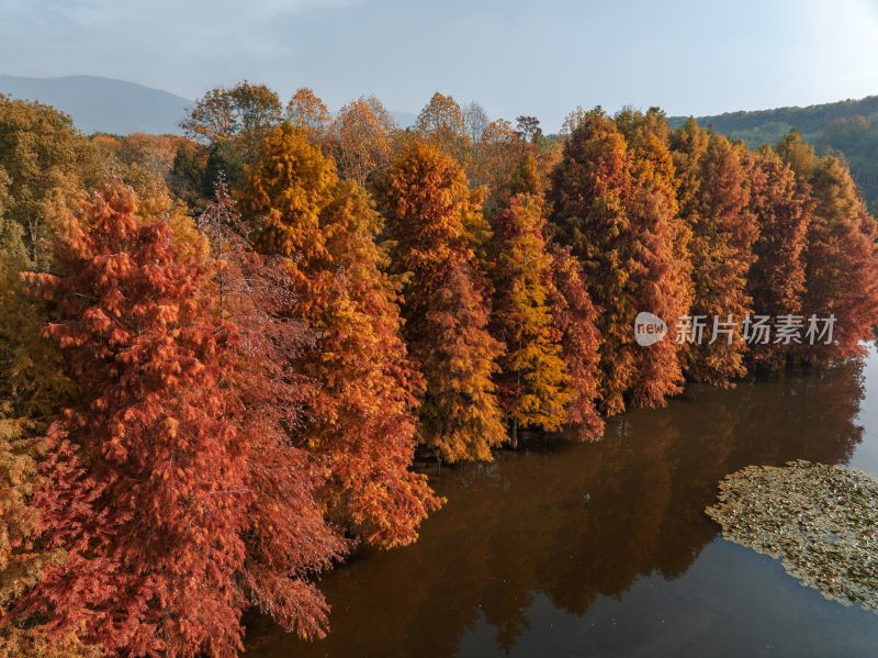 南京明孝陵燕雀湖秋季红杉林