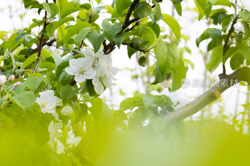 盛开的苹果花海棠花白色花朵春天清新