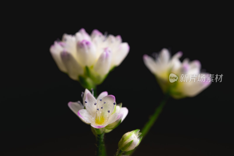 黑色背景小花特写