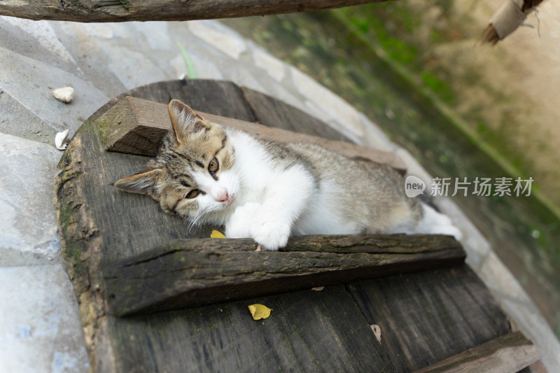 猫躺在井盖上特写农村院子