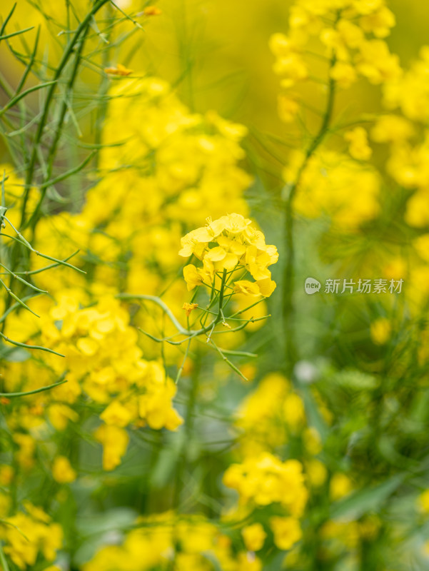 春天金黄色的油菜花