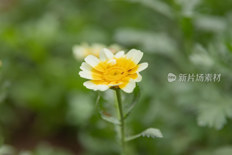 茼蒿菜、茼蒿花