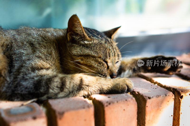 猫趴在窗台上休息