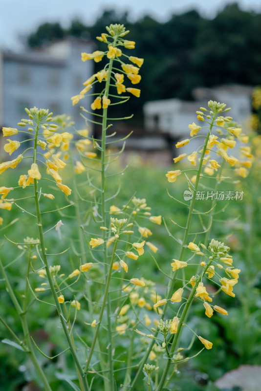 户外生长的黄色油菜花田近景