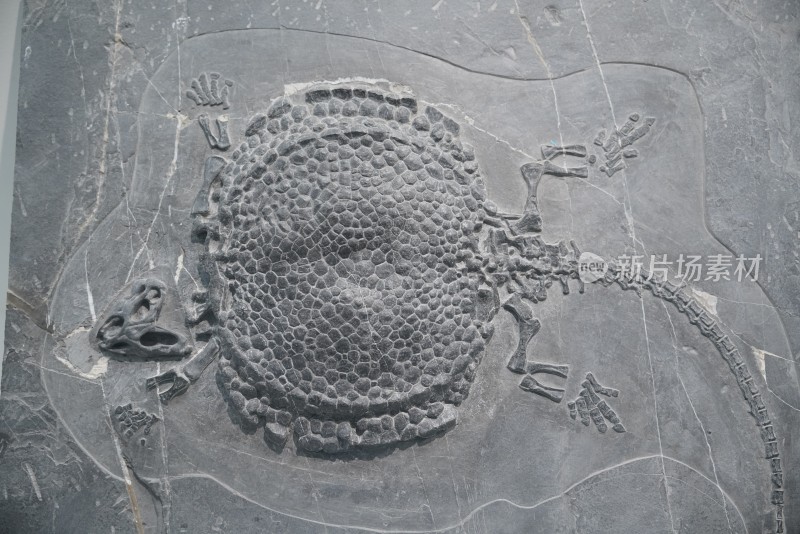 三叠纪粗壮雕甲龟龙化石标本